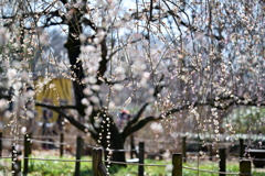 府中市郷土の森【梅の花：玉垣枝垂】①20250309