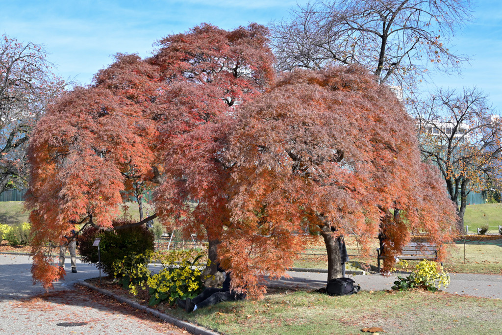 新宿御苑【ミュージアム付近のタムケヤマ②】①20251124