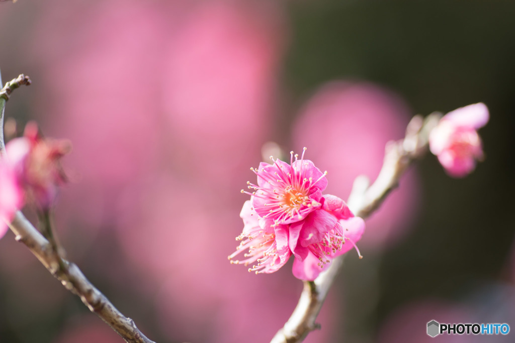 【大船植物園(大盃)】20160206