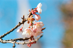 新宿御苑【サクラ：薩摩寒桜】20220223銀塩NLP