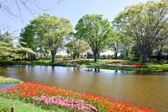 昭和記念公園【渓流広場の眺め(遠景)】①20250416