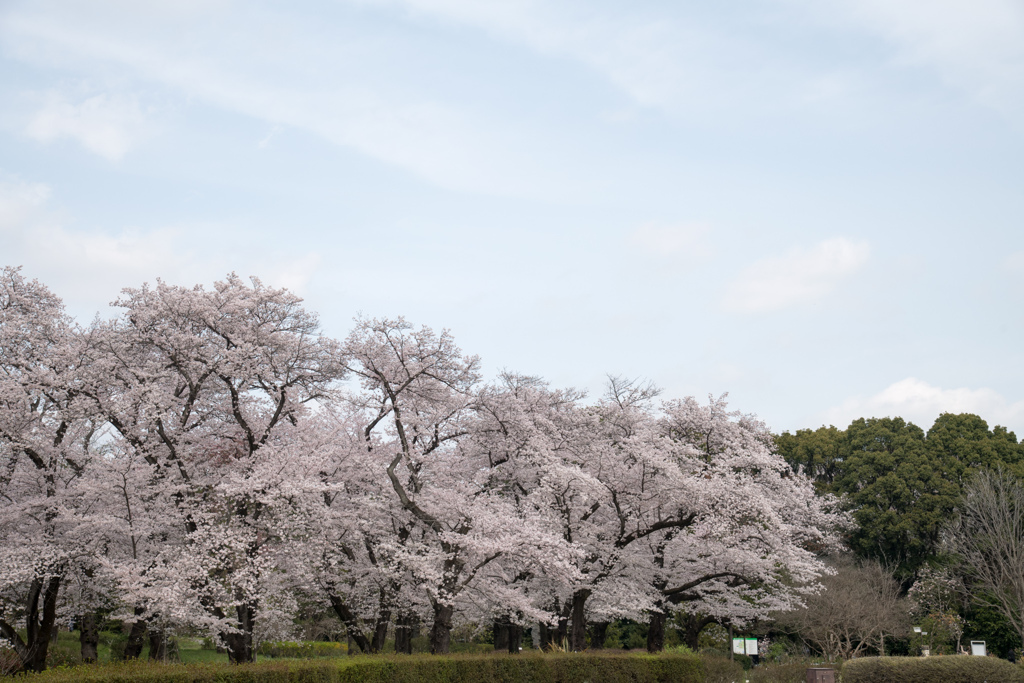 神代植物公園【築山の染井吉野】②20220331