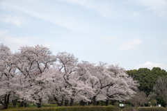 神代植物公園【築山の染井吉野】②20220331