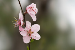 神代植物公園【アーモンド】⑤20190323