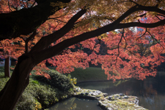 【小石川後楽園の紅葉】①20161203