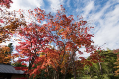 【昭和記念公園(日本庭園の紅葉)】②20151115