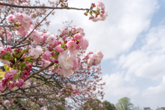 新宿御苑の桜【福禄寿】20210401