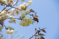 花菜ガーデン【里桜：須磨浦普賢象】20210411