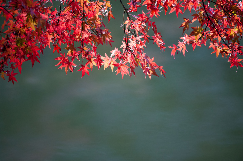 【薬師池公園の紅葉】①20141116