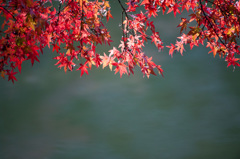 【薬師池公園の紅葉】①20141116