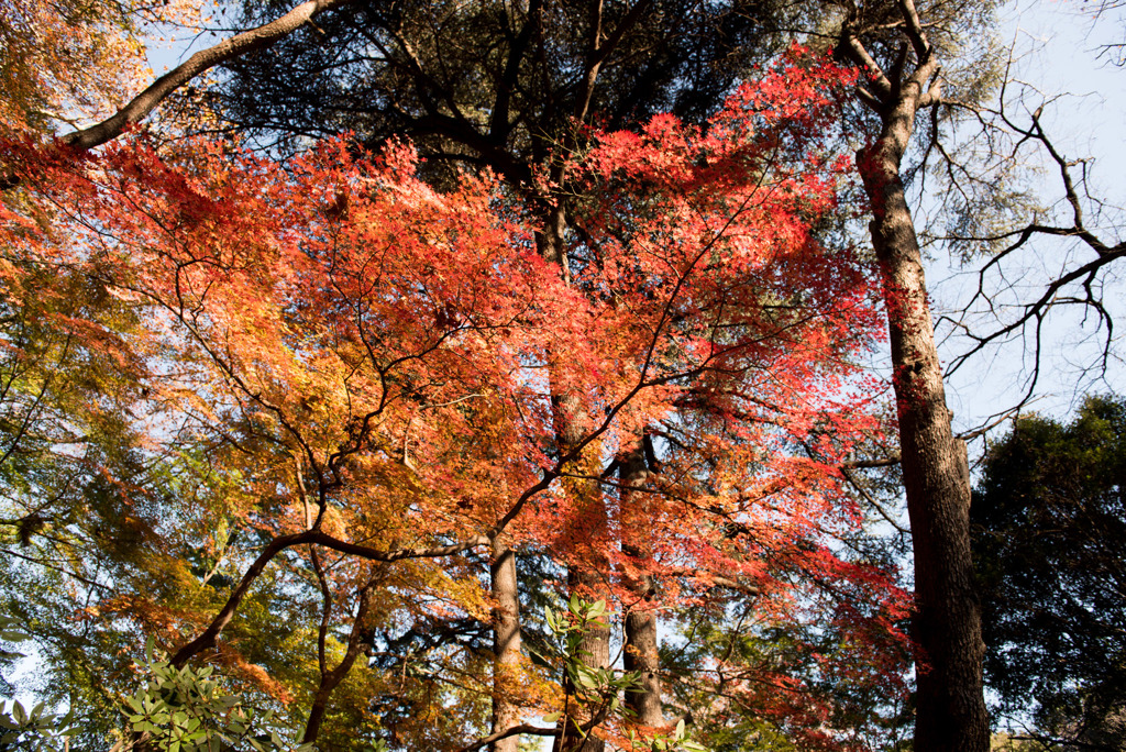 新宿御苑【もみじ山の紅葉】①20181215
