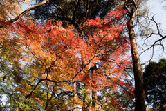 新宿御苑【もみじ山の紅葉】①20181215