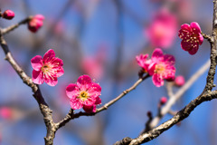 府中市郷土の森【梅の花：紅千鳥】①20200211