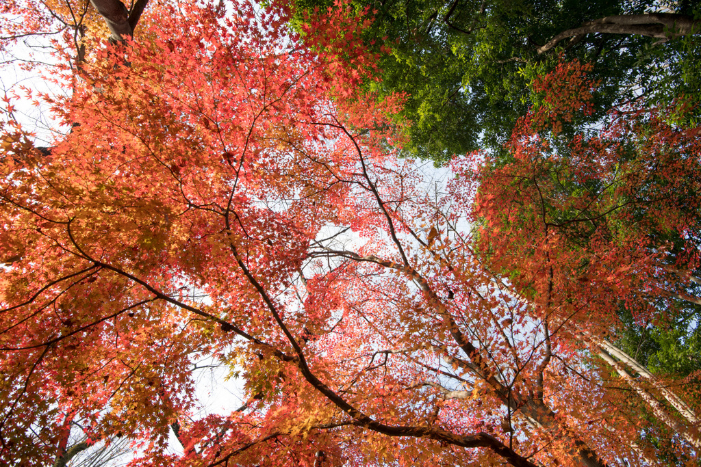 神代植物公園【自由広場の紅葉】⑪20201213