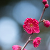 【大船植物園(鹿児島紅)】20150207.jpg