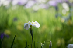 【正覚寺(花菖蒲)】⑤20160604