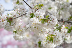新宿御苑【桜：大島桜】①20170402