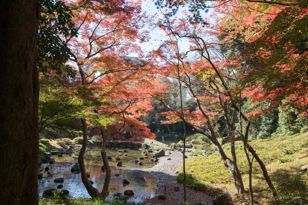 小石川後楽園【大堰川沿いの紅葉】②20221125