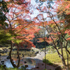 小石川後楽園【大堰川沿いの紅葉】②20221125