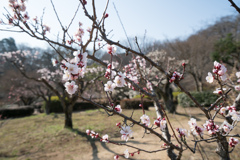 薬師池公園【梅の花：豊後】①20220312