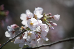新宿御苑【桜：染井吉野】③20210323