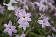 【花菜ガーデン(ホスタ)】20150404
