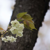 【昭和記念公園(里桜「鬱金～Ukon)】②20160416