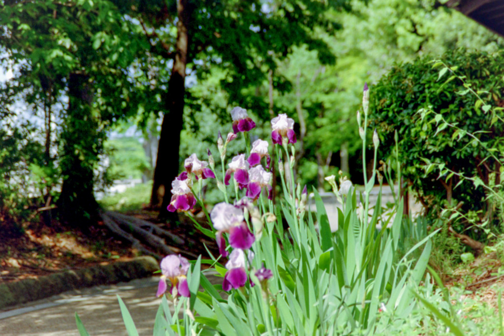 鴨池公園付近【ジャーマンアイリス】①20200505