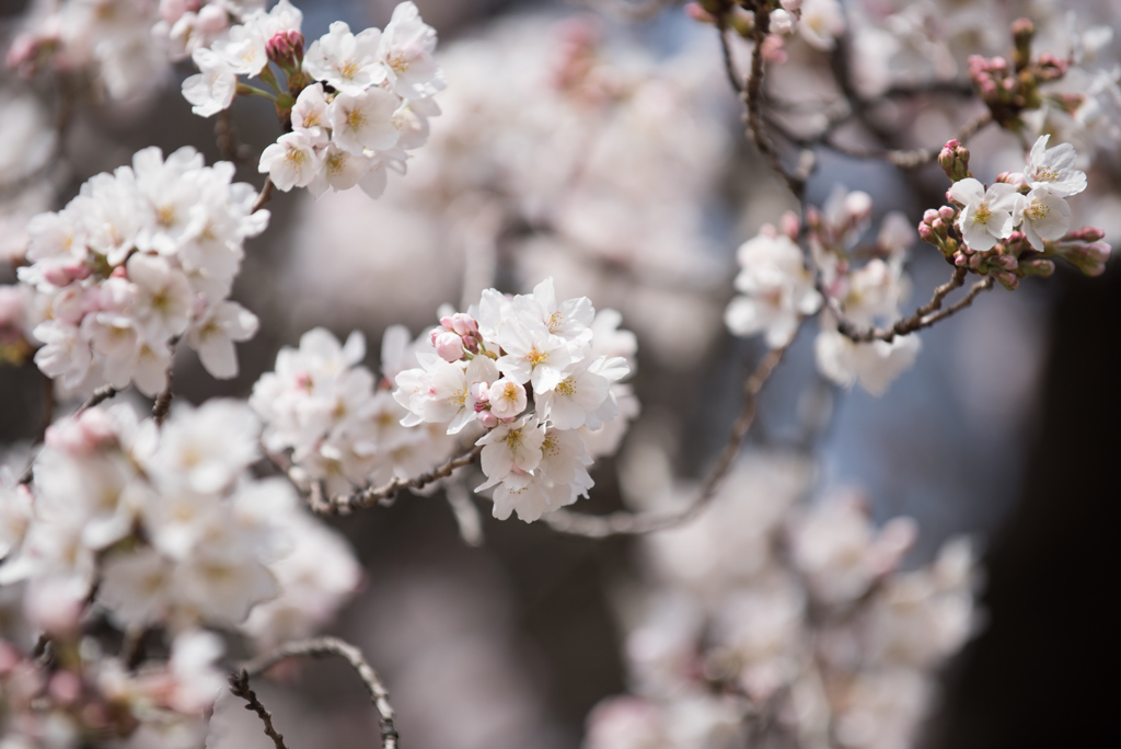 新宿御苑【桜：染井吉野】①20170325