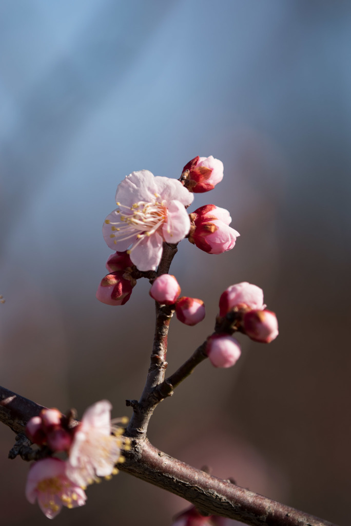 小田原フラワーガーデン【梅：一郎】①20180127