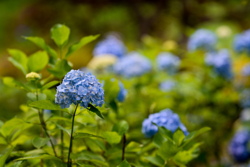 薬師池公園【紫陽花：アジサイ山】⑦20240620