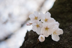 新宿御苑【桜：染井吉野】②20180325