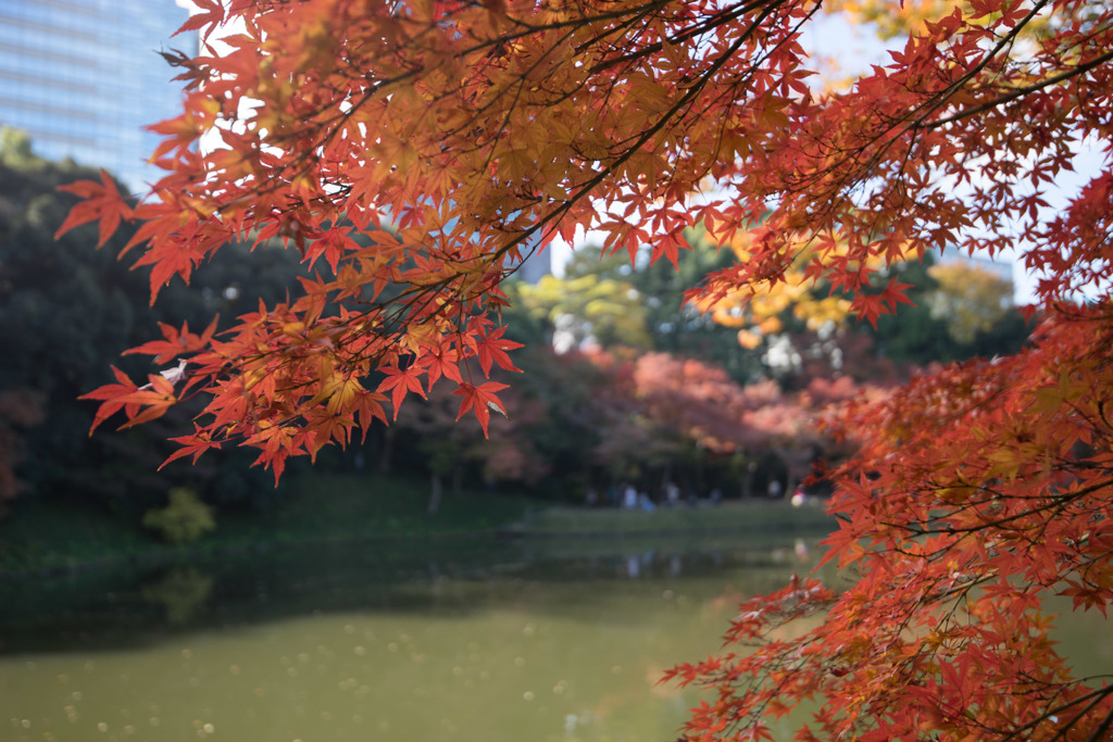 小石川後楽園【竹生島付近の紅葉】②20171126