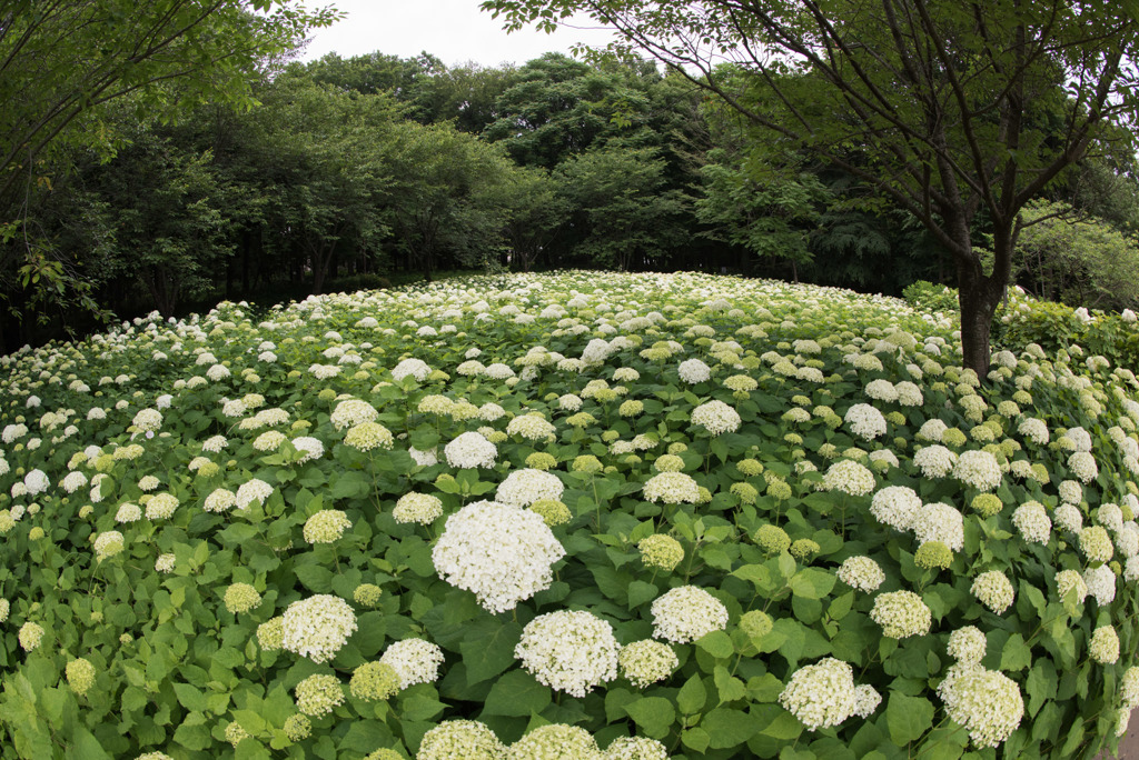 相模原北公園の紫陽花【アナベル】①20170618