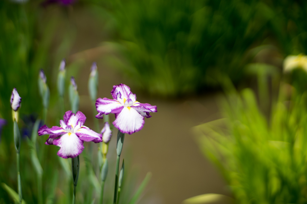 薬師池公園【花菖蒲：長生殿】20230601