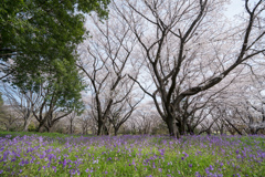 昭和記念公園【桜の園：桜林の様子】③20220402