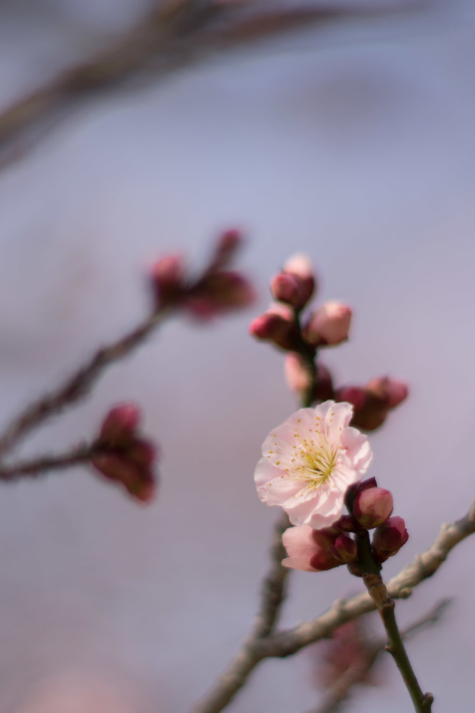 小田原FG【梅：見驚】20190224