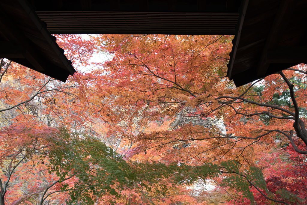【九品仏浄真寺の紅葉】②20161203