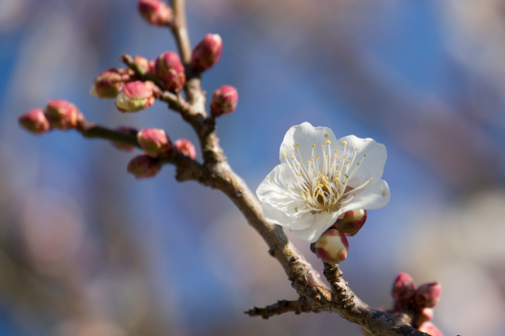 小田原フラワーガーデン【梅：古城の春】③20170107