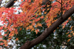 小石川植物園【小道沿いの紅葉】②20181209