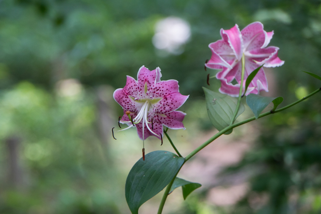 神代植物公園【百合：カノコユリ】②20210724