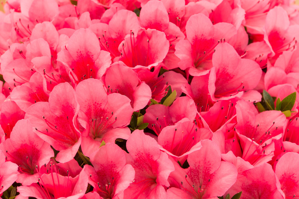 神代植物公園【サツキ】20170527