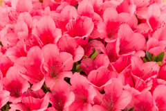 神代植物公園【サツキ】20170527