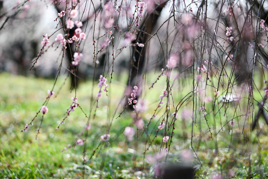 府中市郷土の森【梅：藤牡丹枝垂】②20240220