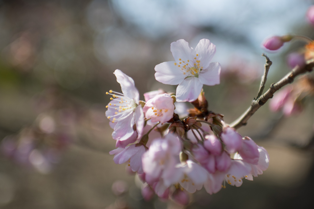 大船フラワーセンター【桜：春めき】②20230308