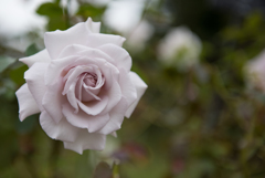 【花菜ガーデン(薔薇：志野)】20161010