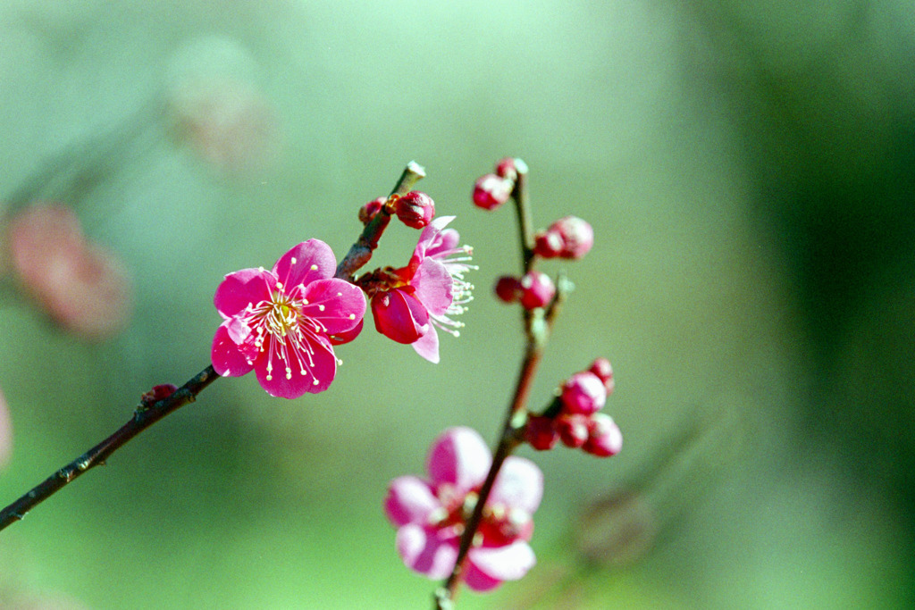 府中市郷土の森【梅の花：紅千鳥】②20200211