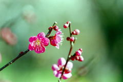 府中市郷土の森【梅の花：紅千鳥】②20200211