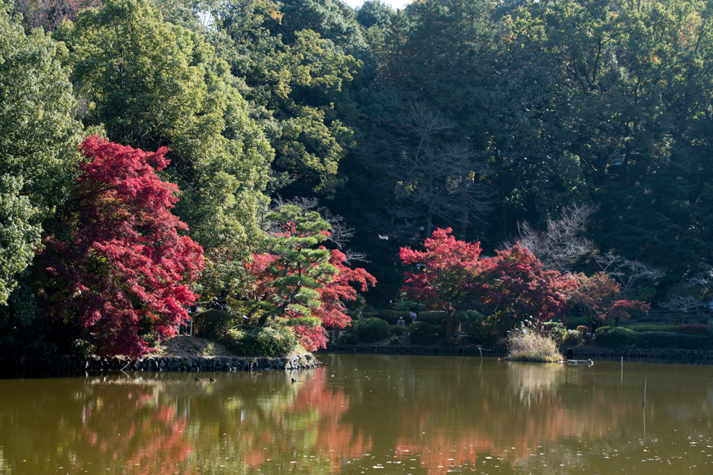 薬師池公園【薬師池沿いの紅葉】②20221112