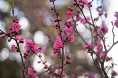 府中市郷土の森【早咲きの梅：佐橋紅】③20220205